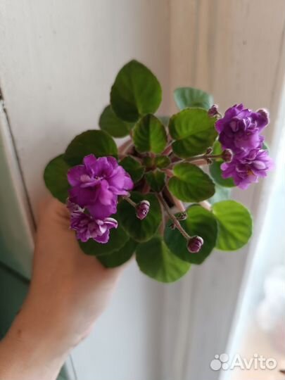 Сортовые фиалки