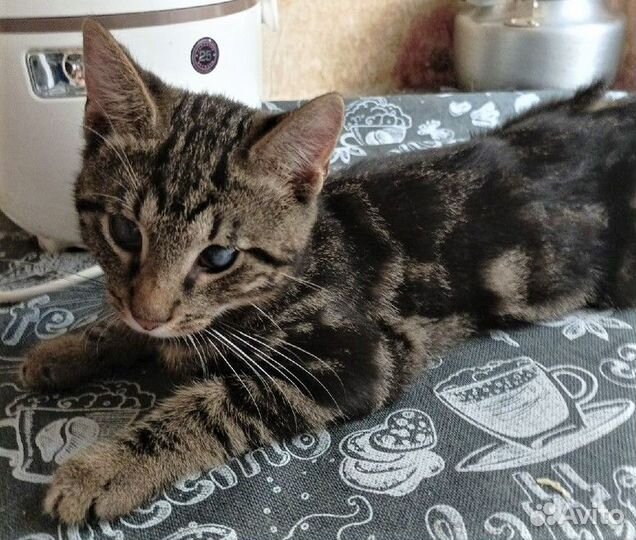 Котёнок мальчик Оскар в добрые руки