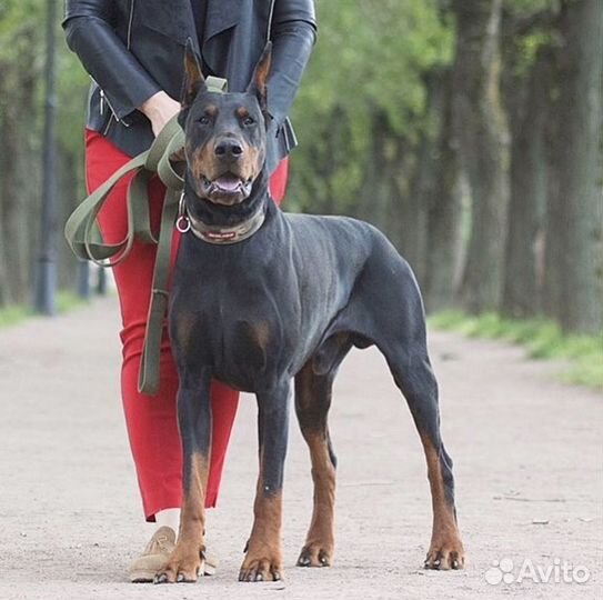 Вязка кобель добермана