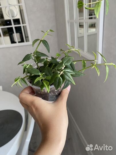 Хойи сортовые