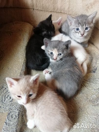 Отдам котенка в добрые руки