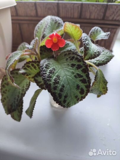 Эписция медно-красная