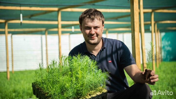 Сеянцы кедра Сибирского