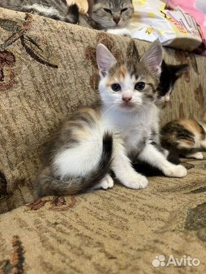 Котята