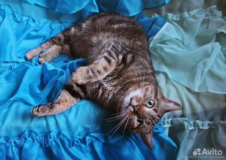 Полосатая кошка Ириска в добрые руки