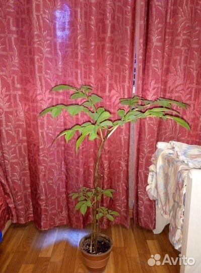 Комнатное растение Аморфофаллус (китайский зонтик)