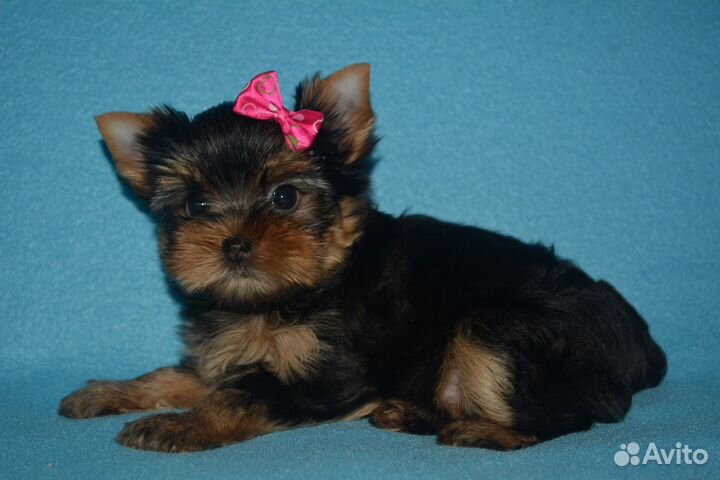 Самые красивые