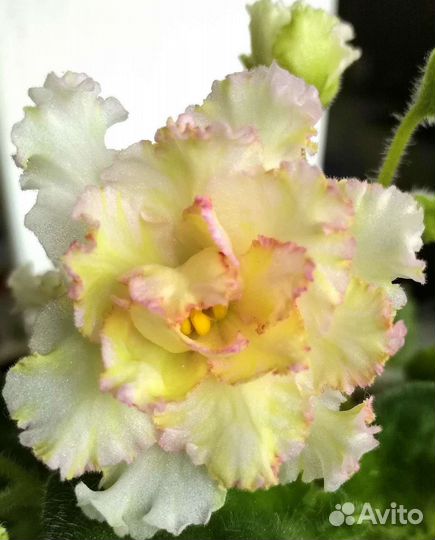 Фиалка лист на срез