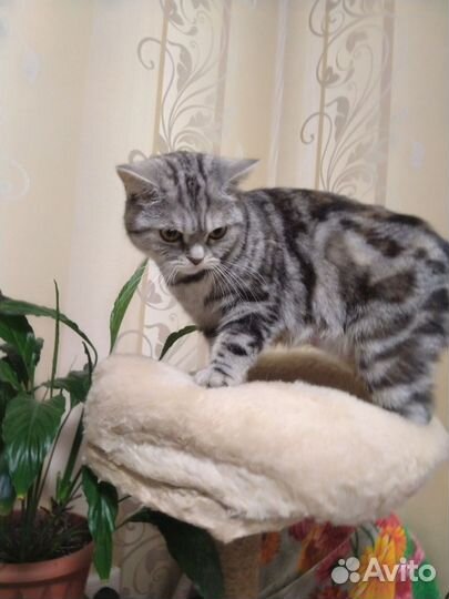 Шотландская