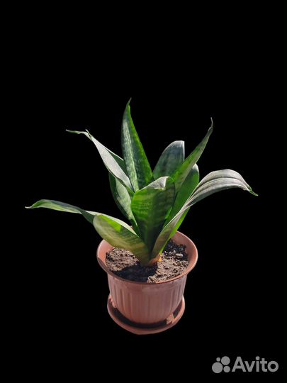 Сансевиерия ханни