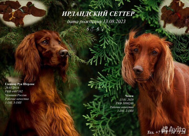Щенки ирландский красный сеттер