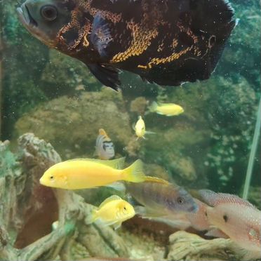 Астронотус