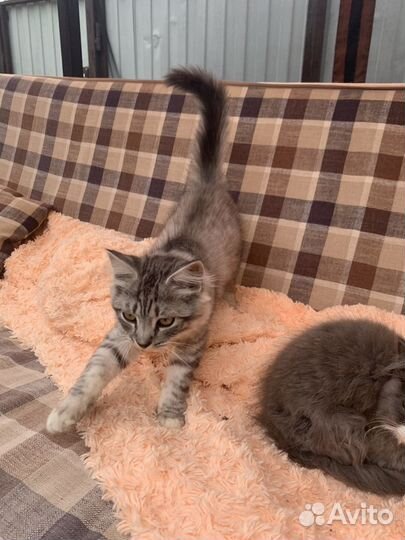 Кошка в дар