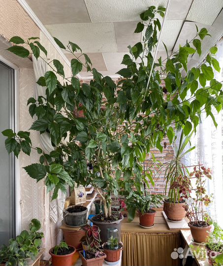 Гибискус китайская роза