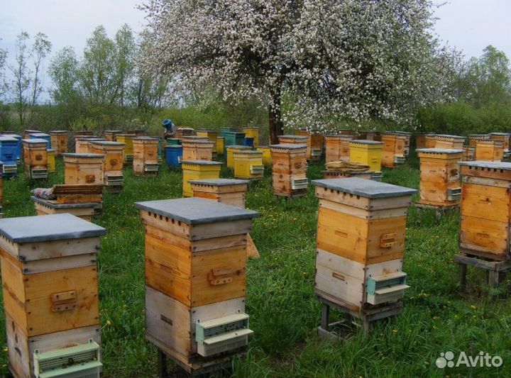 Мёд натуральный алтайский опт