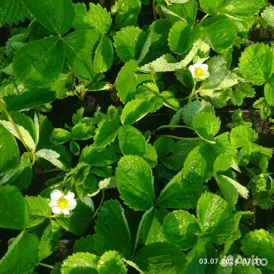 Кассетная рассада