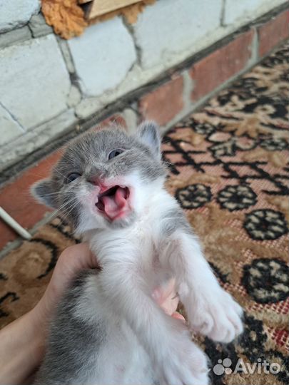 Вислоухие котята в добрые руки