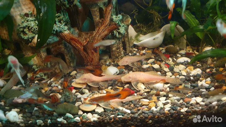 Аквариумные рыбки, сомики анцитрусы