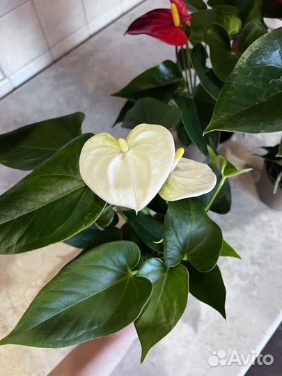 Комнатные цветы Антуриум