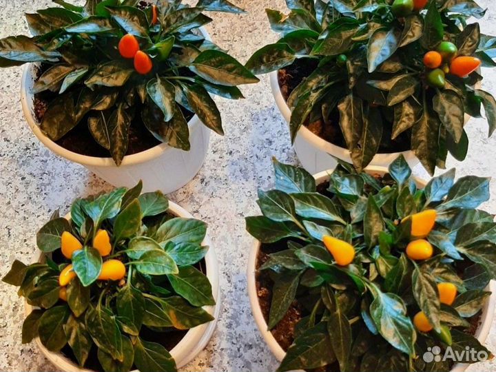 Комнатный перчик острый и съедобный