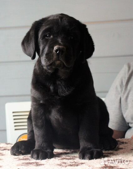 Щенки лабрадора от питомника