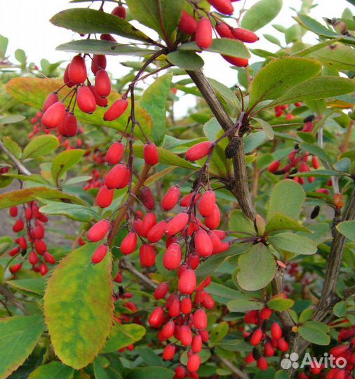 Семена барбарис обыкновенный