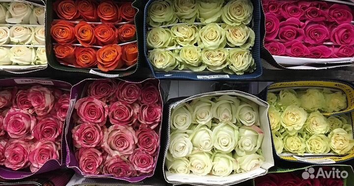 Эквадорская, Кенийская роза опт