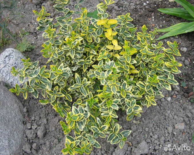 Декоративные кустарники и лекарственные травы