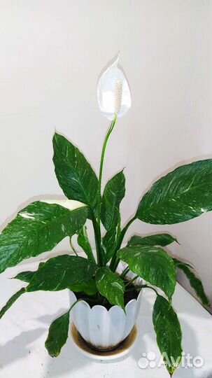 Спатифиллум вариегатный Diamond