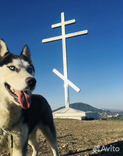 Зоогостиница, передержка животных