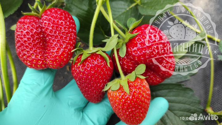 Саженцы клубники элитных сортов