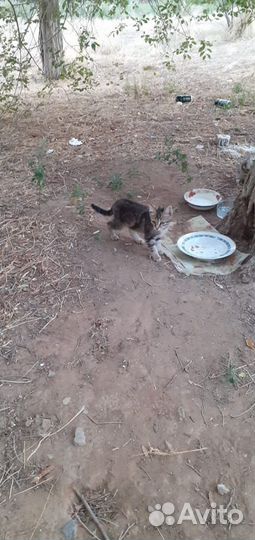 Котятам нужна помощь, они живут на дереве