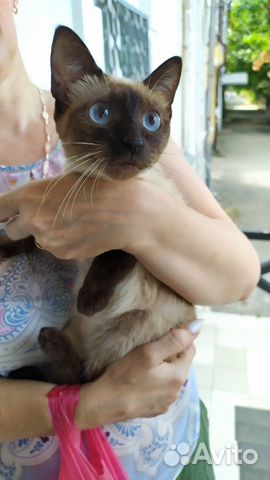 Породистая сиамская молодая кошка объявление продам