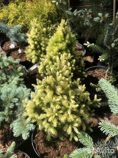 Ель дейзи уайт и Сандерс блю