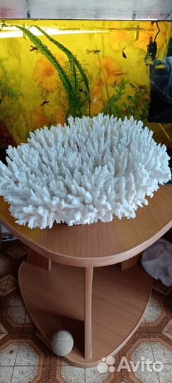 Корал морской