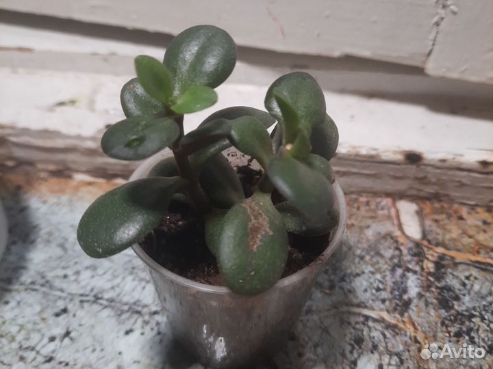 Крассула, толстянка, денежное дерево