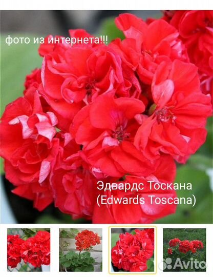 Пеларгония герань сортовая