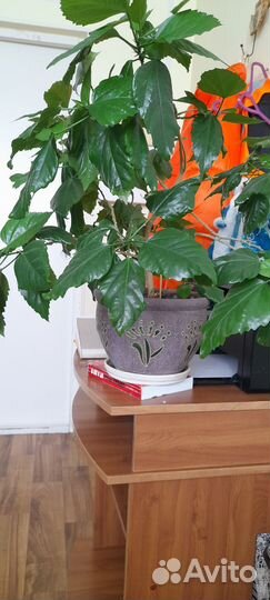 Гибискус китайская роза