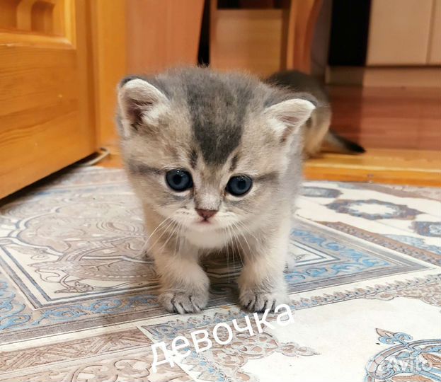 Шотландские котята