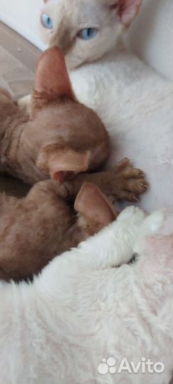 Циннамоновый девон-рекс