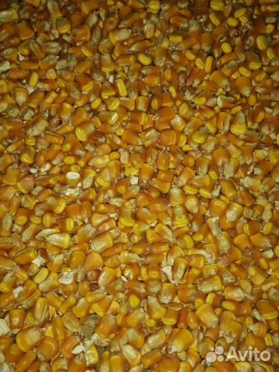 Кукуруза зерно