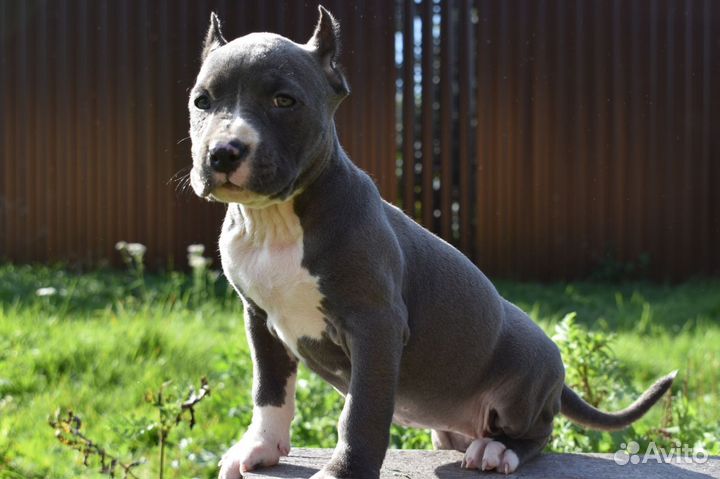 Девочка стафф