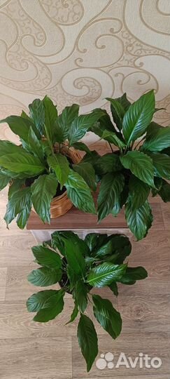 Спатифиллум. Женское счастье