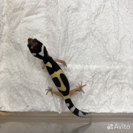 Bandit эублефар