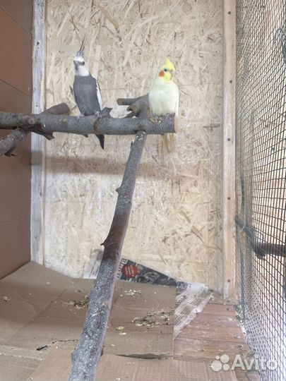 Попугай корелла птенец