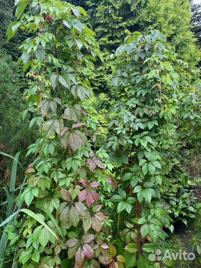 Девичий виноград 2,5 метра+ в горшках 20 литров