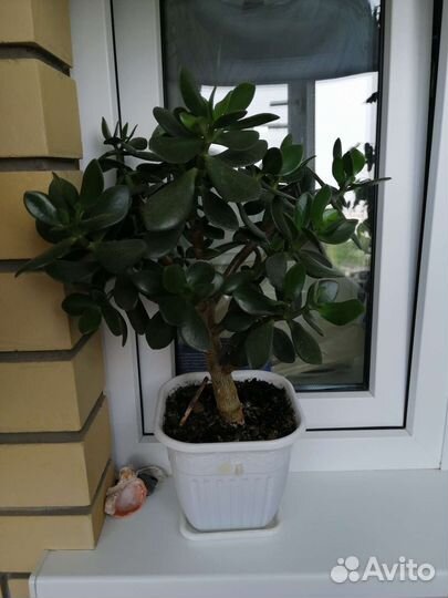 Толстянка, денежное дерево