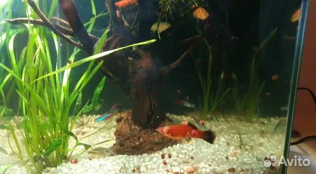 Аквариум