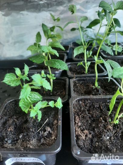 Рассада мяты