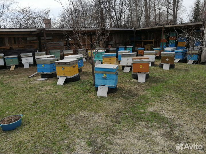 Пчелосемьи